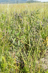Cicuta douglasii