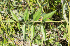 Cicuta douglasii