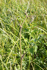 Cicuta douglasii