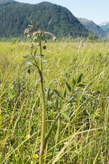 Cicuta douglasii
