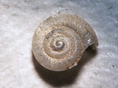 Zonitoides lateumbilicatus