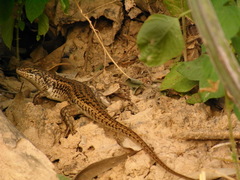Trachylepis brevicollis