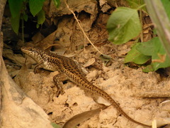 Trachylepis brevicollis