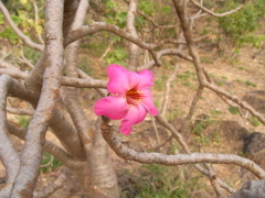 Adenium obesum