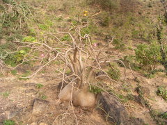 Adenium obesum
