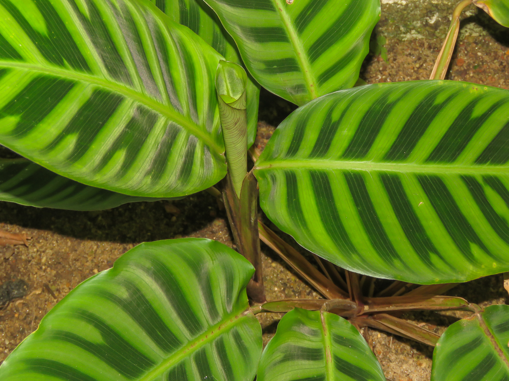 Calathea zebrina