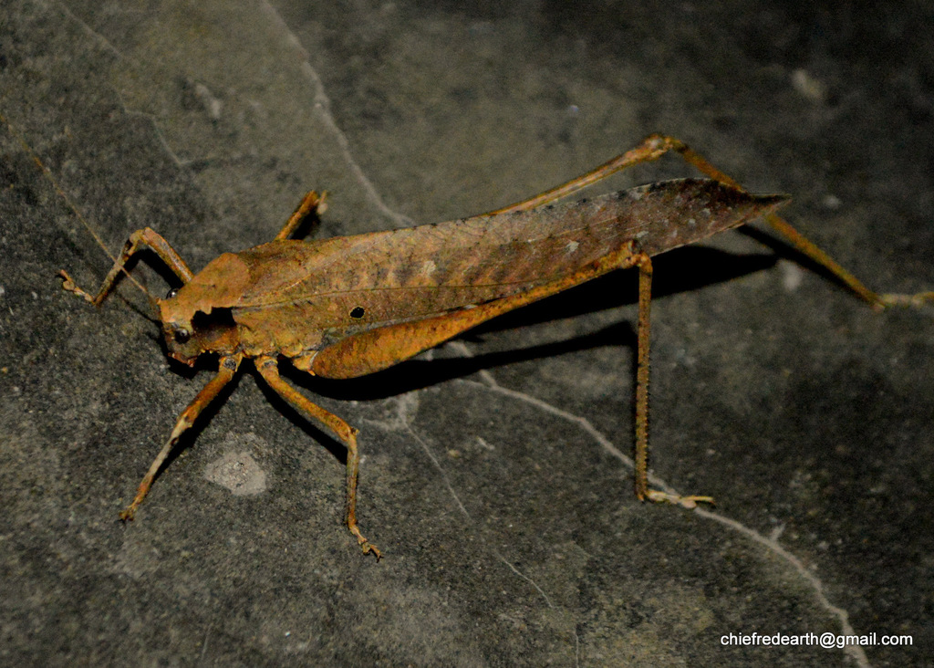 Mecopoda elongata
