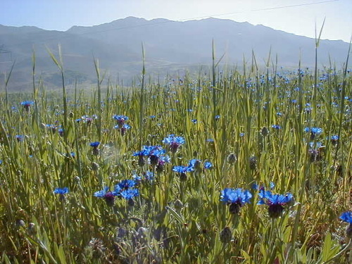 Iranian Knapweed (Centaurea depressa)