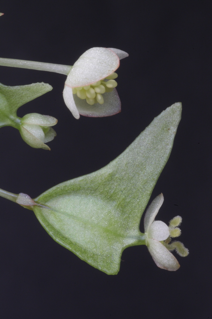 Begonia rostrata