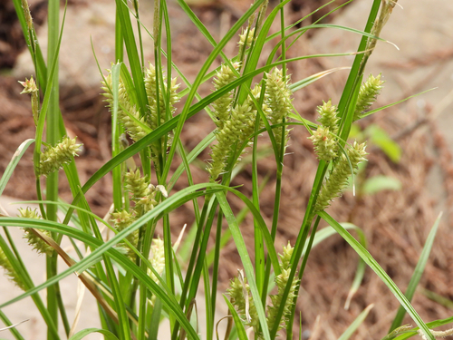 Carex argyi iNat (1)