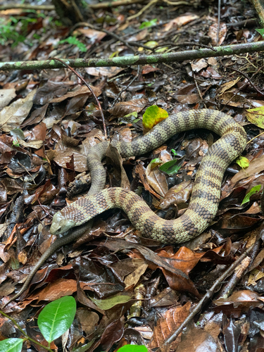 Tiger Snake sighting