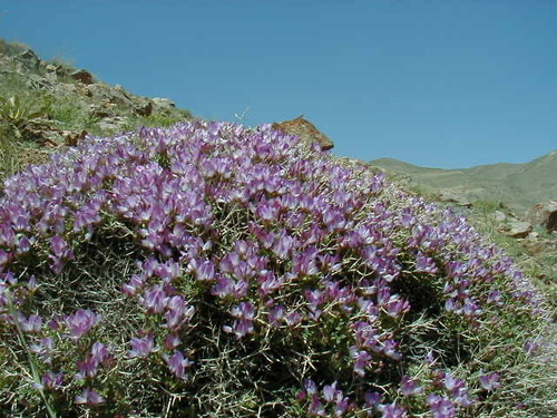 horned sainfoin (Onobrychis cornuta)