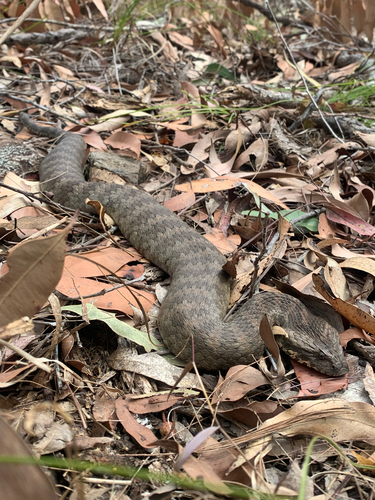 Southern Death Adder sighting