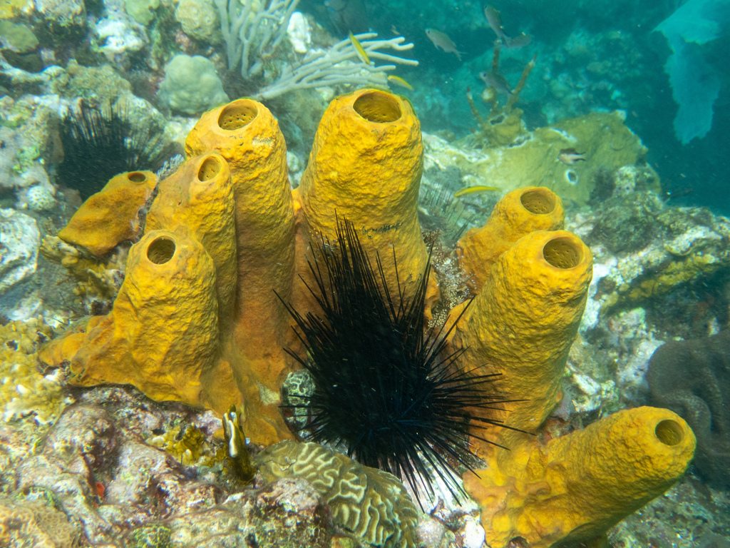 Yellow Tube Sponge