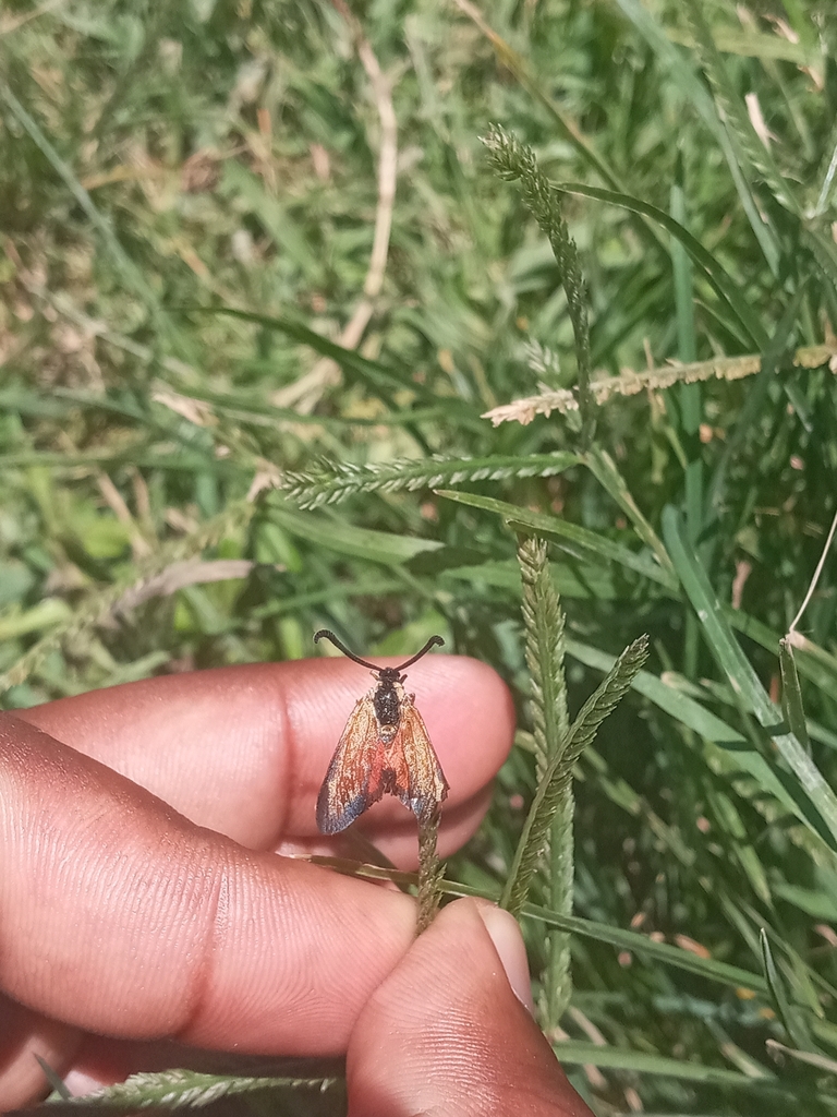 Epiorna ochreipennis