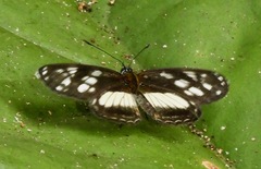 Eresia letitia