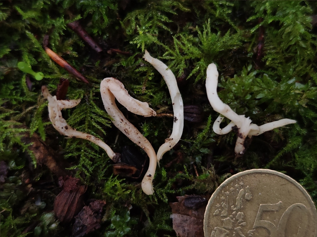 Clavulina rugosa · December 2025 · photo: © maiglocke (iNaturalist, cc-by-nc)