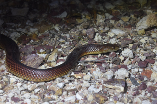 Mulga Snake sighting