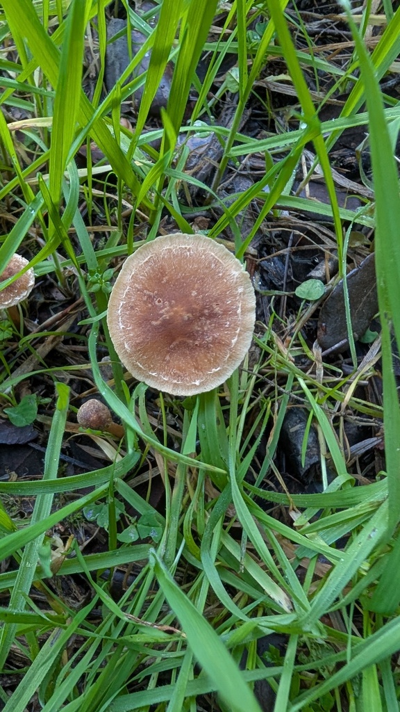 Tubaria furfuracea · December 2025 · photo: © amonsalvesr (iNaturalist, cc-by)
