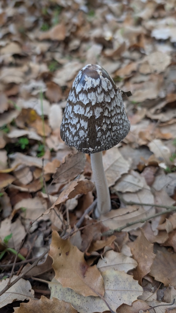 Coprinopsis picacea · December 2025 · photo: © amonsalvesr (iNaturalist, cc-by)