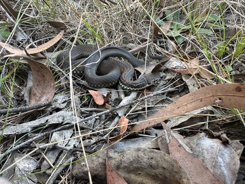 Highlands Copperhead sighting