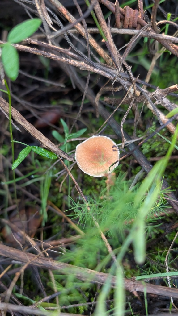 Tubaria furfuracea · December 2025 · photo: © amonsalvesr (iNaturalist, cc-by)