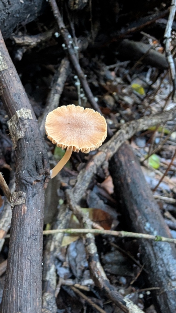 Tubaria furfuracea · December 2025 · photo: © amonsalvesr (iNaturalist, cc-by)