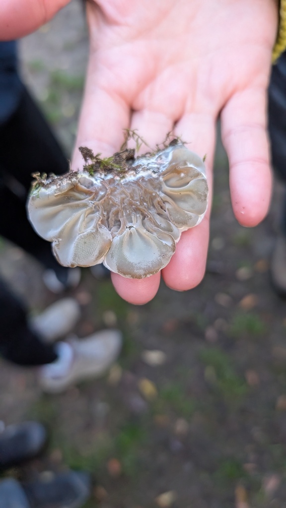 Auricularia mesenterica · December 2025 · photo: © amonsalvesr (iNaturalist, cc-by)