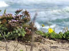 Crassothonna capensis