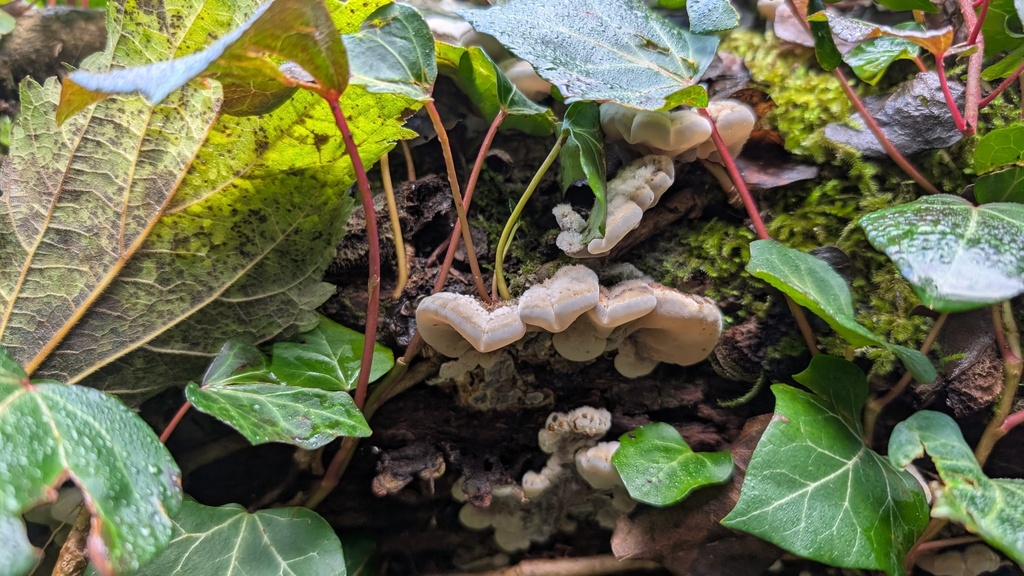 Auricularia mesenterica · December 2025 · photo: © amonsalvesr (iNaturalist, cc-by)