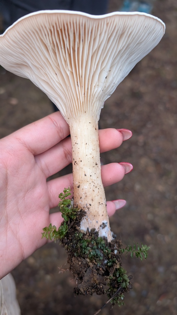 Infundibulicybe geotropa · December 2025 · photo: © amonsalvesr (iNaturalist, cc-by)
