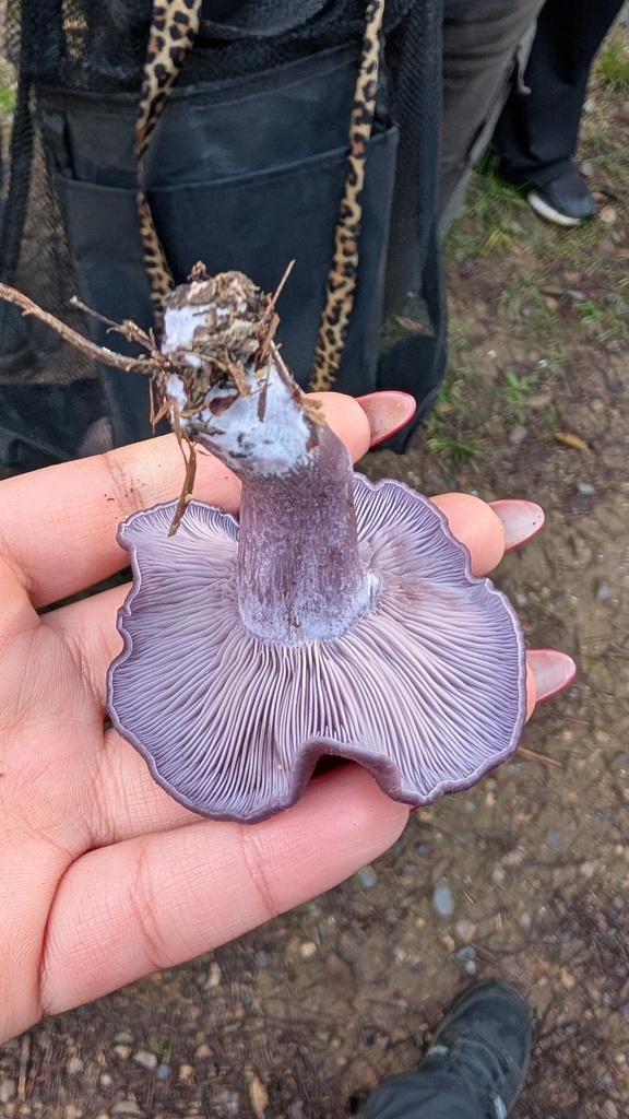 Collybia sordida · December 2025 · photo: © amonsalvesr (iNaturalist, cc-by)