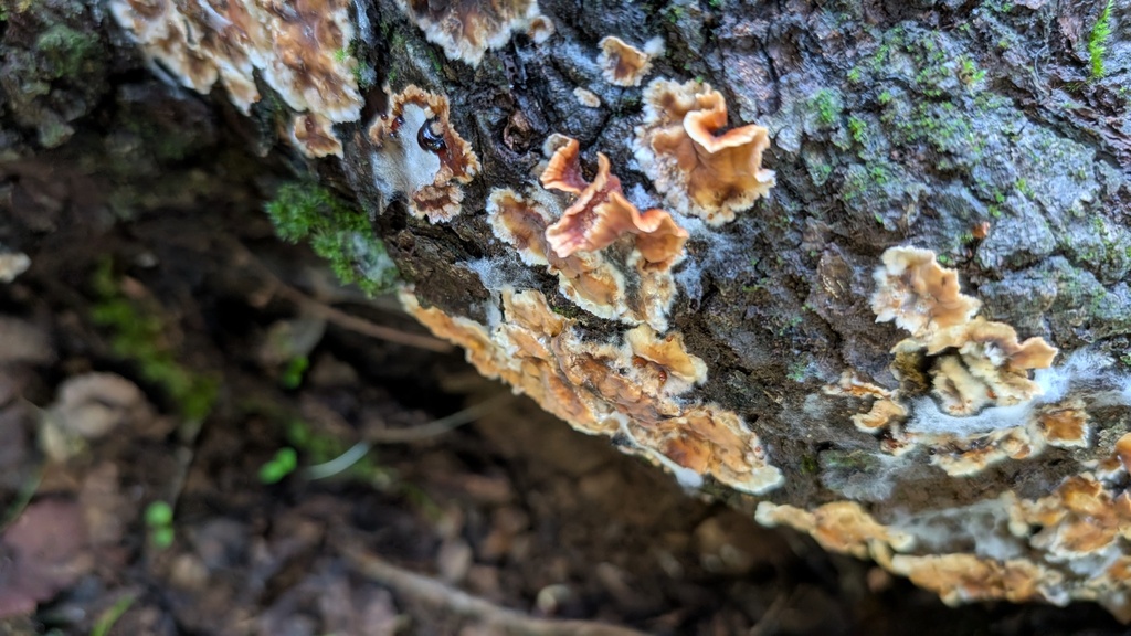 Stereum gausapatum · December 2025 · photo: © amonsalvesr (iNaturalist, cc-by)