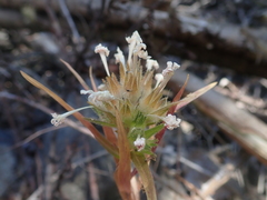 Collomia biflora