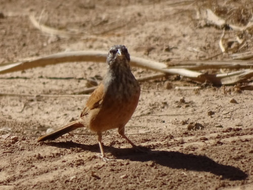 House Bunting