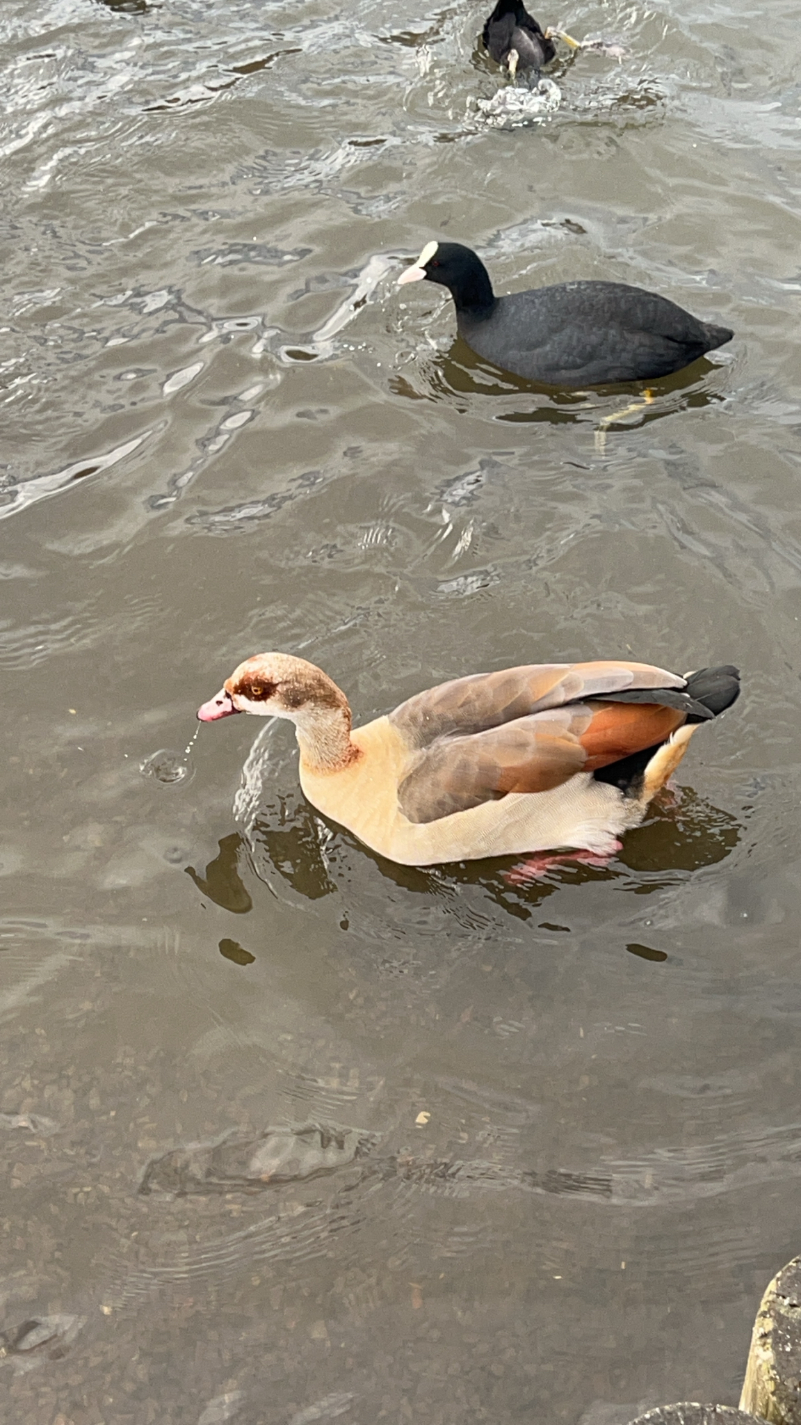 Alopochen aegyptiaca (Linnaeus, 1766)
