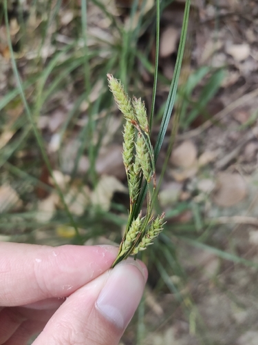 Carex metallica iNat (1)