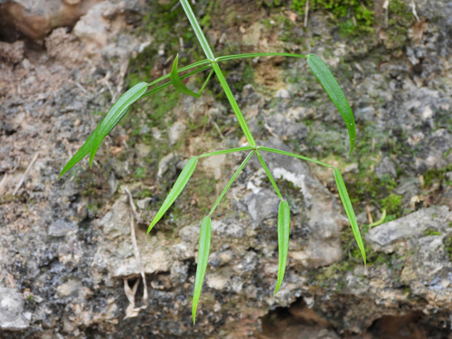 Rubia alata observed 2025-04-20