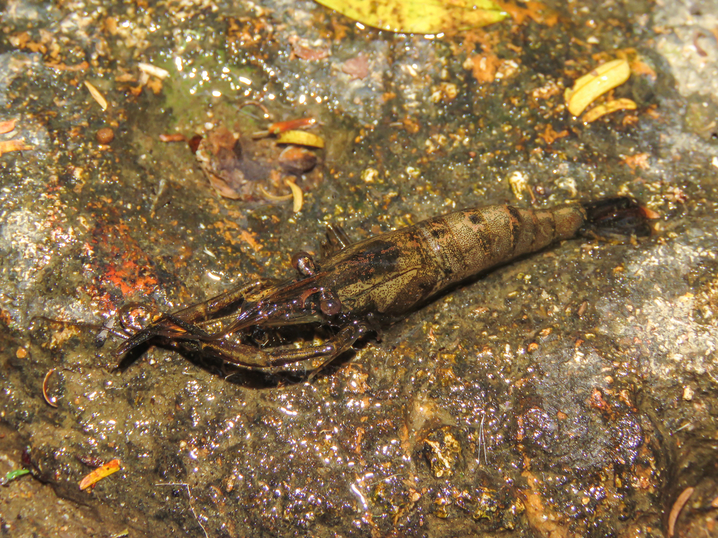 Macrobrachium potiuna
