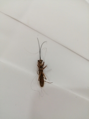 Mantoida