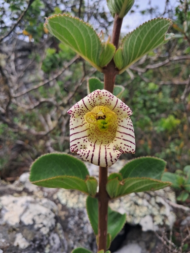 Paliavana werdermannii
