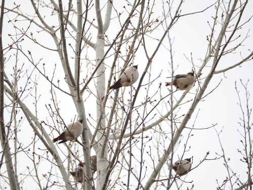 Japanese Waxwing