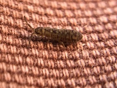 Isotominae