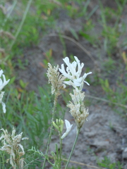 Astragalus varius