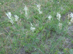 Astragalus varius