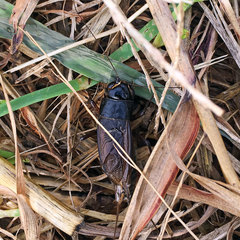 Teleogryllus emma