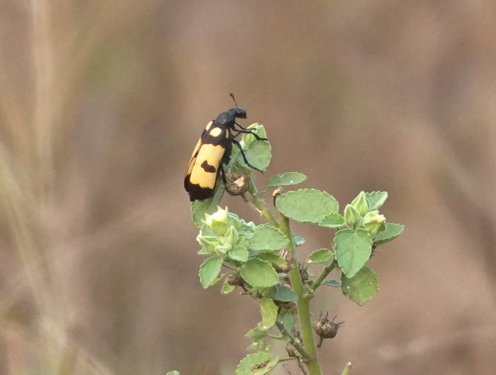 Mylabris gonostylus