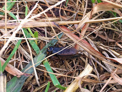 Teleogryllus emma