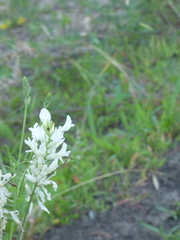 Astragalus varius