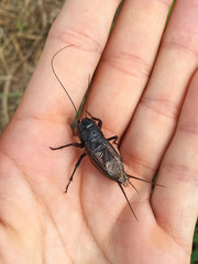 Teleogryllus emma